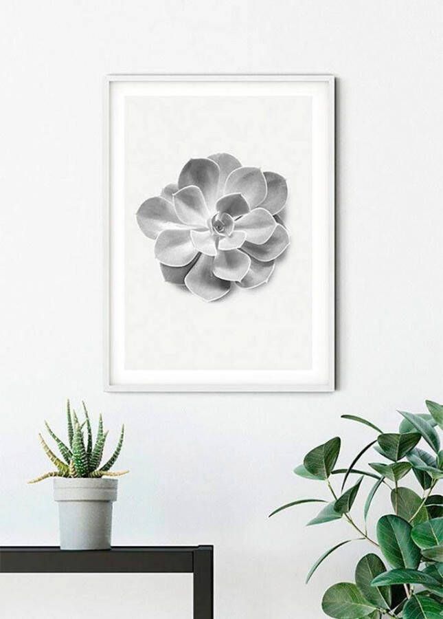Komar Wanddecoratie Succulent Aeonium Wanddecoratie zonder lijst (1 stuk)
