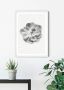 Komar Wanddecoratie Succulent Aeonium Wanddecoratie zonder lijst (1 stuk) - Thumbnail 2
