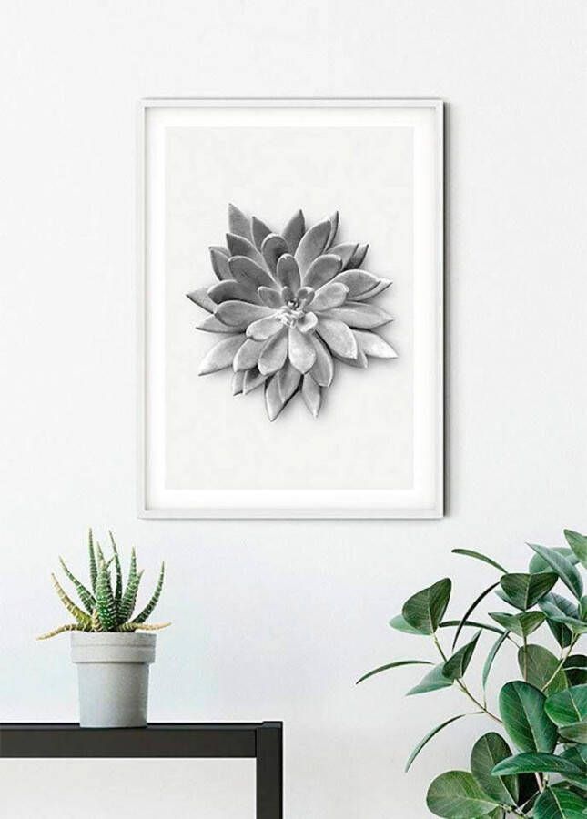 Komar Wanddecoratie Succulent agave Wanddecoratie zonder lijst (1 stuk)