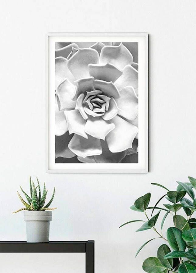 Komar Wanddecoratie Succulent Closeup Wanddecoratie zonder lijst (1 stuk)
