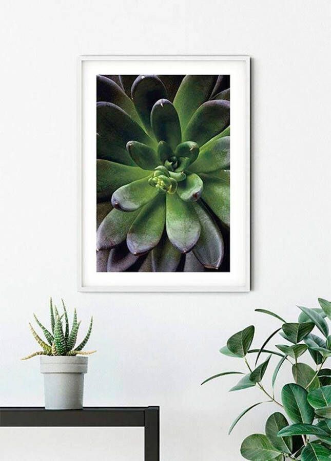 Komar Wanddecoratie Succulent single Wanddecoratie zonder lijst (1 stuk)