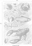 Komar Wandfolie Seafood zelfklevend restloos afneembaar - Thumbnail 5
