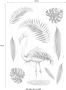 Komar Wandfolie Flamingo 50x70 cm (breedte x hoogte) zelfklevende wandtattoo (set 9-delig) - Thumbnail 5