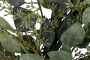 Leonique Kunstkrans Potrel Eucalyptus-krans (1 stuk) - Thumbnail 5