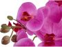 Leonique Kunstplant Orchidee Kunstorchidee in pot bestseller meer dan 2500 4 5-sterren beoordelingen (1 stuk) - Thumbnail 3