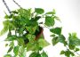 My home Kunstplant Drakenklimop In pot met plantenhanger kunsthangplanten (1 stuk) - Thumbnail 2