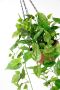 My home Kunstplant Drakenklimop In pot met plantenhanger kunsthangplanten (1 stuk) - Thumbnail 3