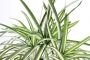 My home Kunstplant Groen lelie Met plantenhanger kunstmatige waterlelie (1 stuk) - Thumbnail 2