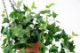 My home Kunstplant Klimop In pot met plantenhanger kunstklimop (1 stuk) - Thumbnail 2