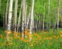 Papermoon Fotobehang Aspen Grove and oranje Wildflowers - Thumbnail 2