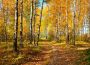 Papermoon Fotobehang Autumn Forest - Thumbnail 2