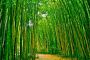 Papermoon Fotobehang Bamboe forest - Thumbnail 2