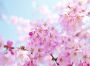 Papermoon Fotobehang Cherry blossom - Thumbnail 2