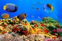 Papermoon Fotobehang Coral Colony Red Sea - Thumbnail 2