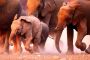 Papermoon Fotobehang Elephant Herd - Thumbnail 2