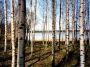 Papermoon Fotobehang Finnish forest of Birch Trees - Thumbnail 2