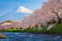 Papermoon Fotobehang Fuji and Sakura - Thumbnail 2