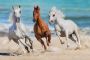 Papermoon Fotobehang Horse kachel Run Gallop - Thumbnail 2