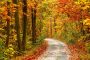 Papermoon Fotobehang Pathway in Colorful Autumn forest - Thumbnail 2