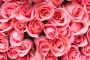 Papermoon Fotobehang Pink Roos Flowers - Thumbnail 2