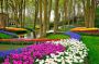 Papermoon Fotobehang Tulips in Keukenhof park - Thumbnail 2