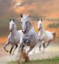 Papermoon Fotobehang White Stallions in Dust - Thumbnail 2