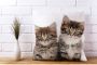 Queence Sierkussen Patrick Kussenhoes katten dierenmotief schattig speels huisdieren decoratief (1 stuk) - Thumbnail 5