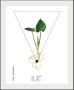 Queence Wanddecoratie Calla palustrisa (1 stuk) - Thumbnail 2