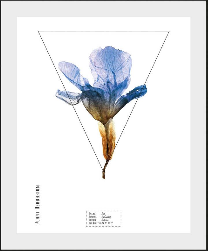 queence Wanddecoratie Iris (1 stuk)