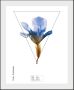 Queence Wanddecoratie Iris (1 stuk) - Thumbnail 2