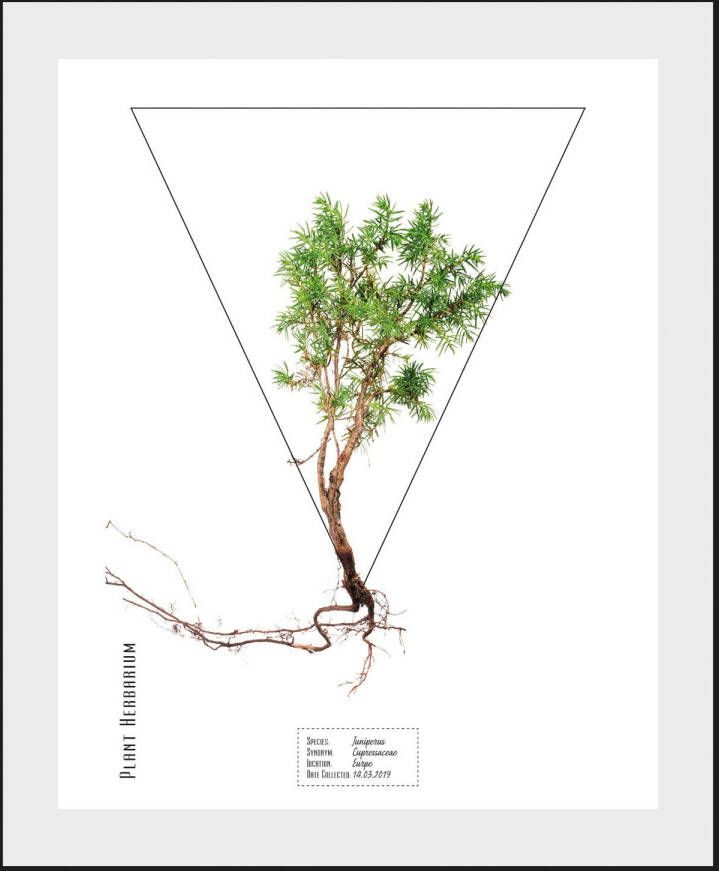 queence Wanddecoratie Juniperus (1 stuk)