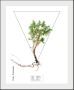 Queence Wanddecoratie Kruiden HD premium posterdruk incl. houten lijst (1 stuk) - Thumbnail 2