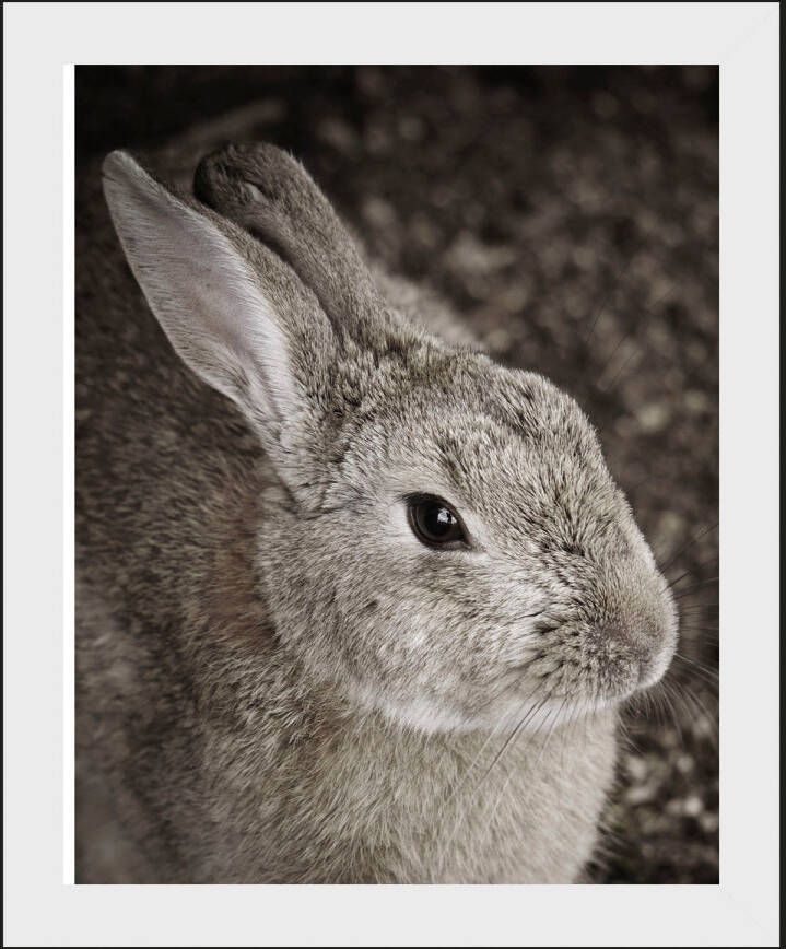 queence Wanddecoratie Tilde HD premium posterdruk incl. houten lijst (1 stuk)