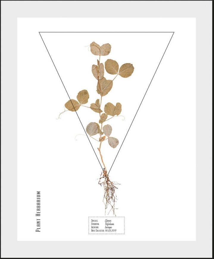 queence Wanddecoratie Trifolium (1 stuk)