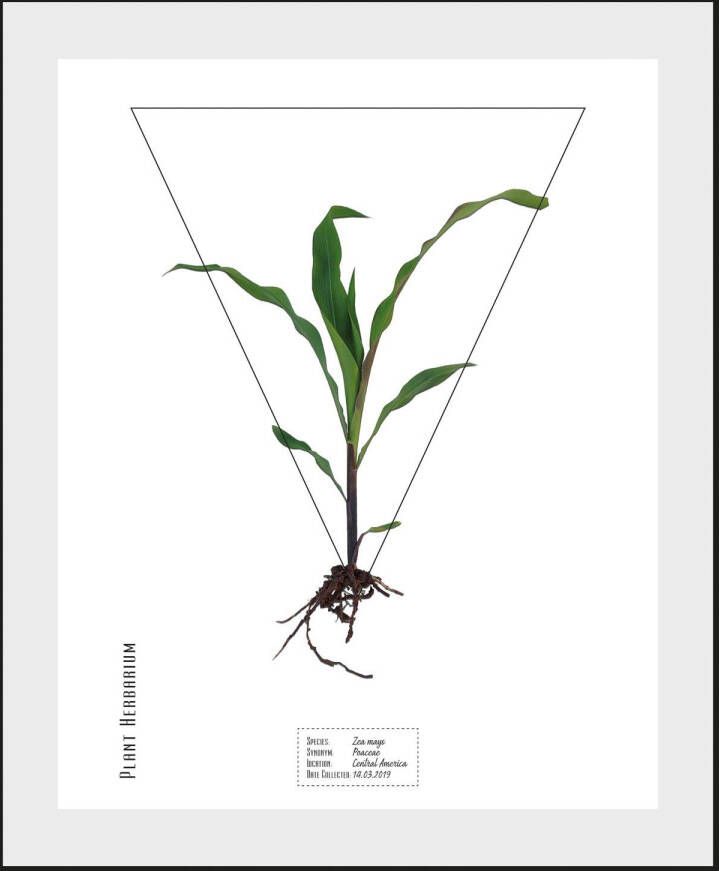 queence Wanddecoratie Zea mays (1 stuk)