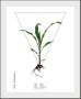 Queence Wanddecoratie Zea mays (1 stuk) - Thumbnail 2