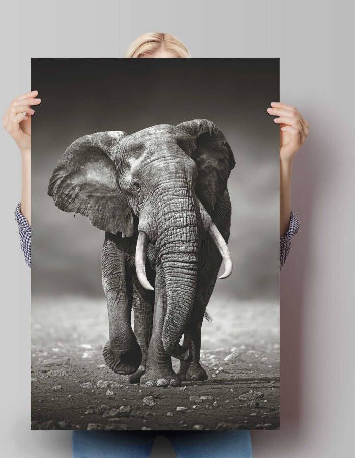 Reinders! Poster olifant wandeling