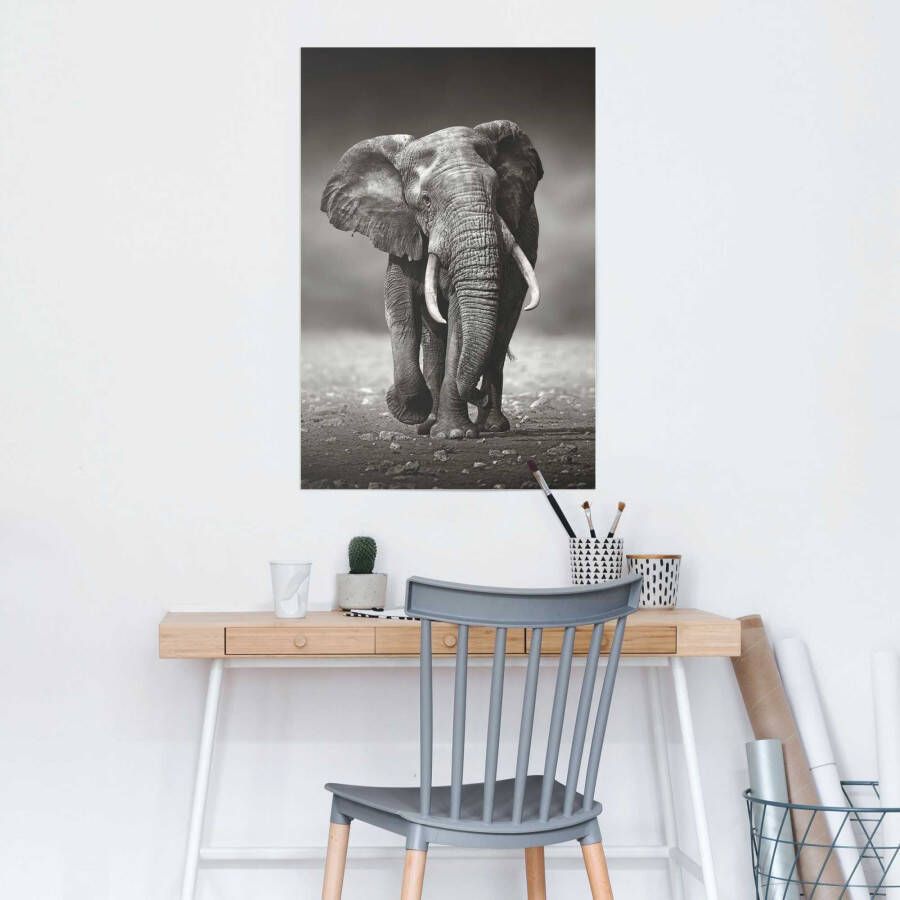 Reinders! Poster olifant wandeling