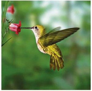 Home affaire Print op glas Humming bird 30 30 cm