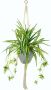 I.GE.A. Kunst-potplanten Waterlelie in een kunststof pot met plantenhanger (1 stuk) - Thumbnail 1
