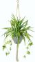I.GE.A. Kunst-potplanten Waterlelie in een kunststof pot met plantenhanger (1 stuk) - Thumbnail 1