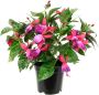 I.GE.A. Kunstbloem Fuchsia s - Thumbnail 1