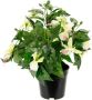 I.GE.A. Kunstbloem Fuchsia s In pot kamerplant decoratie dubbele bloemblaadjes potplant hybride hortensia - Thumbnail 1