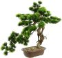 I.GE.A. Kunstplant Bonsai Baum in Schale (1 stuk) - Thumbnail 1