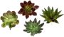 I.GE.A. Kunstplant Decoratieve vetplanten set van 4 kunstplanten vetplanten aloe agave cactus (4 stuks) - Thumbnail 1