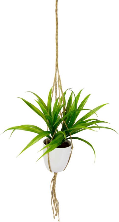 I.GE.A. Kunstplant Dracena in hangend verkeerslicht (1 stuk)