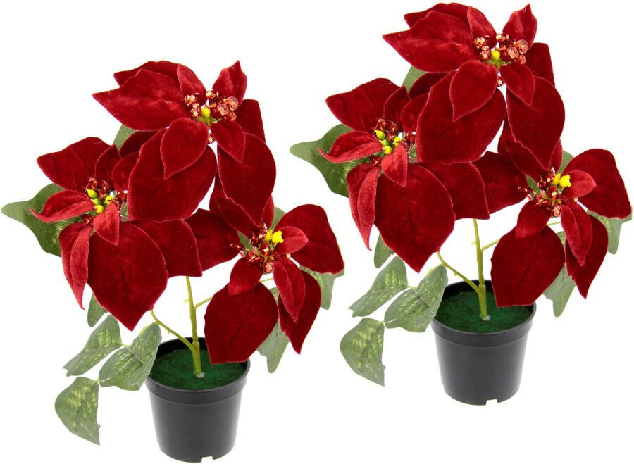 I.GE.A. Kunstplant Fluweel-kerstster in een pot set van 2
