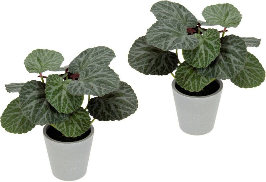 I.GE.A. Kunstplant Künstliche Pflanze Begonie im Topf Begonienbusch Blattpflanze (2 stuks)