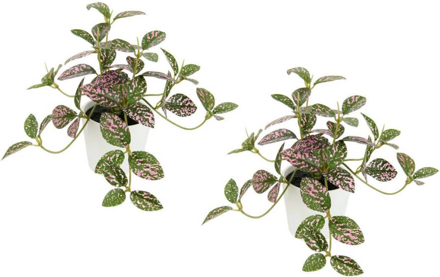 I.GE.A. Kunstplant Künstliche Zimmerpflanze mini Aucuba im Topf Pflanze (2 stuks)
