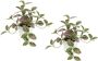 I.GE.A. Kunstplant Künstliche Zimmerpflanze mini Aucuba im Topf Pflanze (2 stuks) - Thumbnail 1
